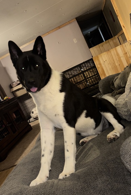 Entry image for Hachiko Kai . Clicking this image will show a larger photo