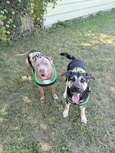 Entry image for Brutus and Bear. Clicking this image will show a larger photo