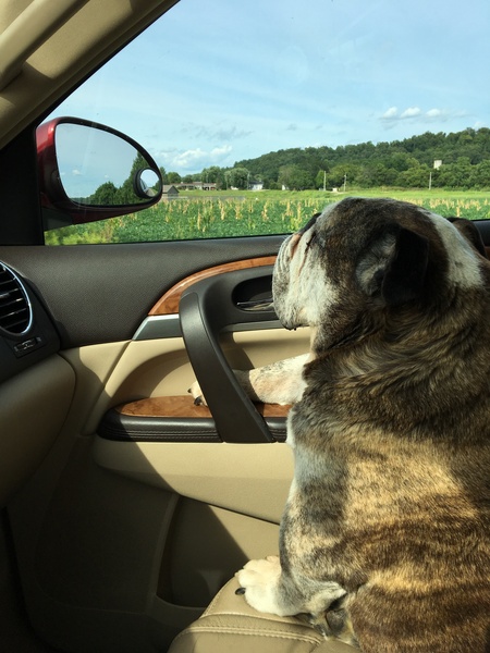 Entry image for Bruiser. Clicking this image will show a larger photo