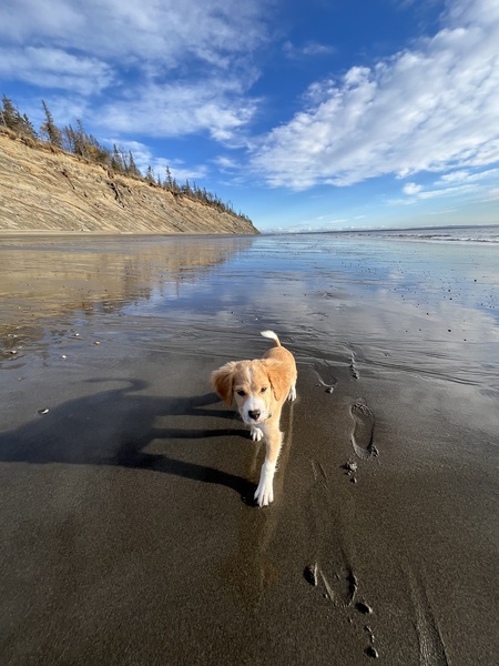 Entry image for Sterling. Clicking this image will show a larger photo