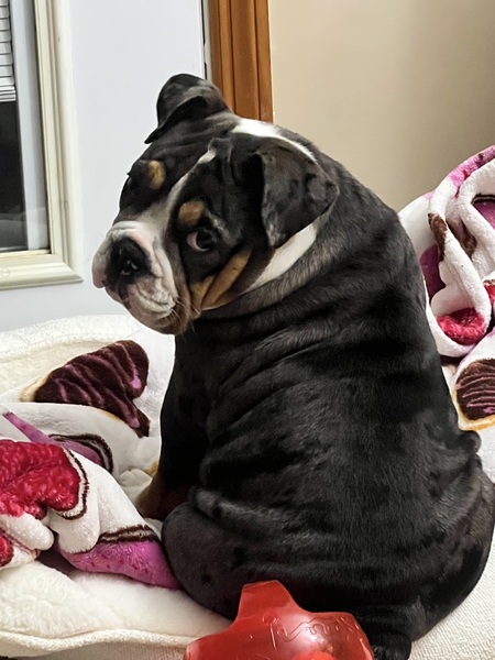 Entry image for Knuckles. Clicking this image will show a larger photo