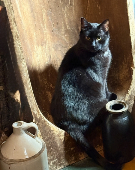 Entry image for Houdini. Clicking this image will show a larger photo