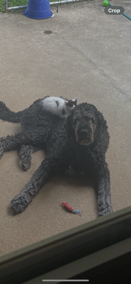 Entry image for Drewes and Kitty. Clicking this image will show a larger photo