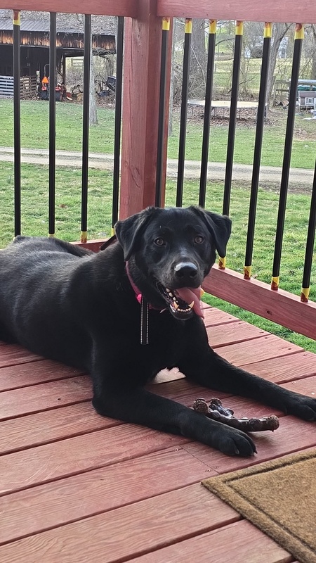 Entry image for Bells . Clicking this image will show a larger photo