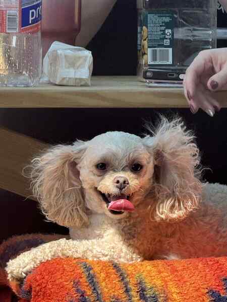 Entry image for Biscuit . Clicking this image will show a larger photo