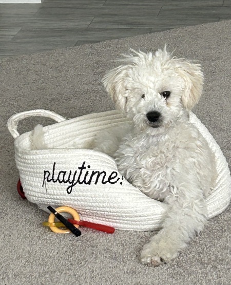 Entry image for Ella. Clicking this image will show a larger photo