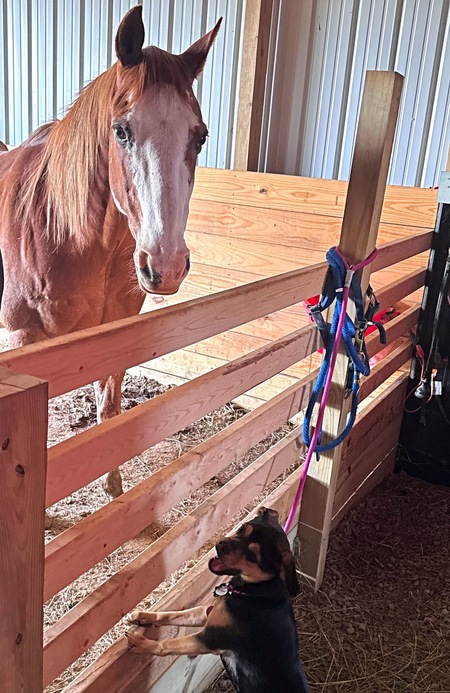 Entry image for Daisy. Clicking this image will show a larger photo