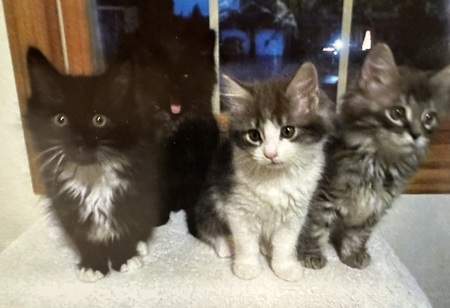 Entry image for Siblings Rascal, Harley, Angel & Molly. Clicking this image will show a larger photo