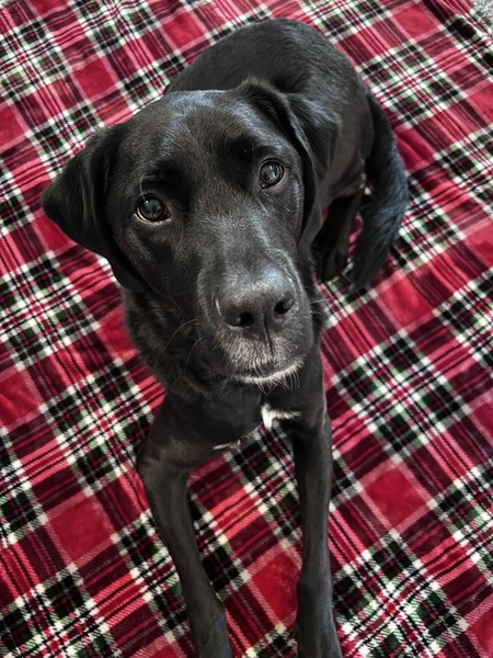 Entry image for Jack. Clicking this image will show a larger photo