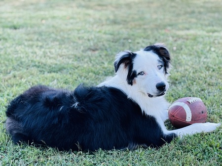 Entry image for Chevy. Clicking this image will show a larger photo