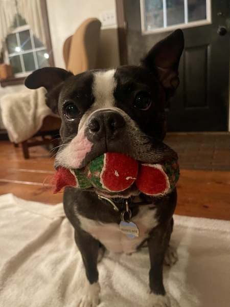 Entry image for Clark. Clicking this image will show a larger photo