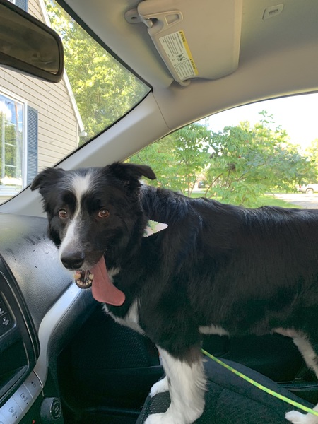 Entry image for Comet. Clicking this image will show a larger photo