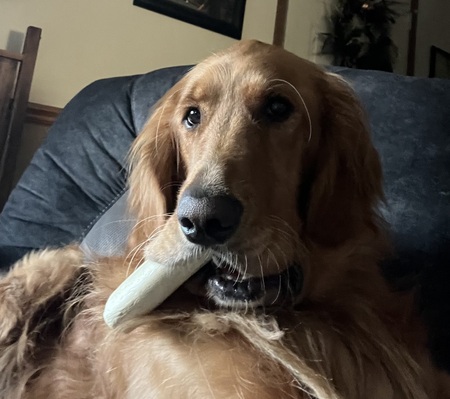 Entry image for Jessie. Clicking this image will show a larger photo