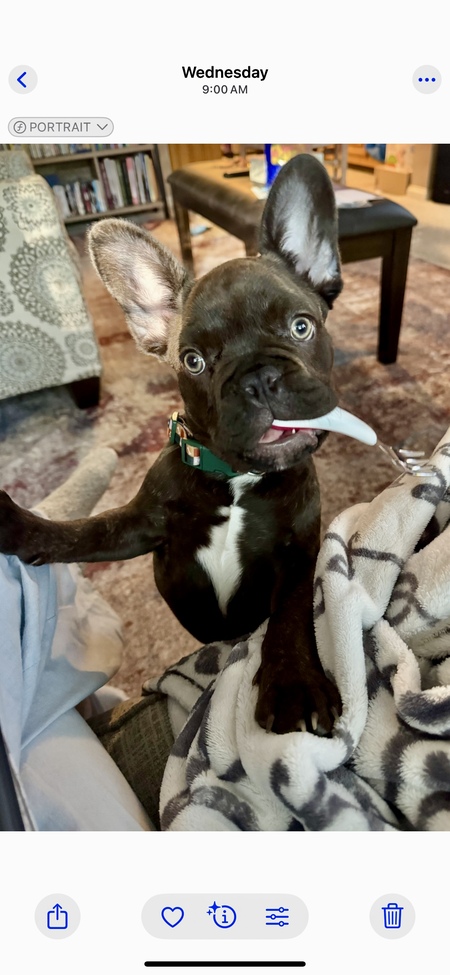 Entry image for Archie. Clicking this image will show a larger photo