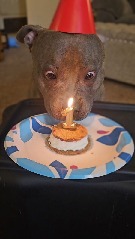 Entry image for Koa. Clicking this image will show a larger photo