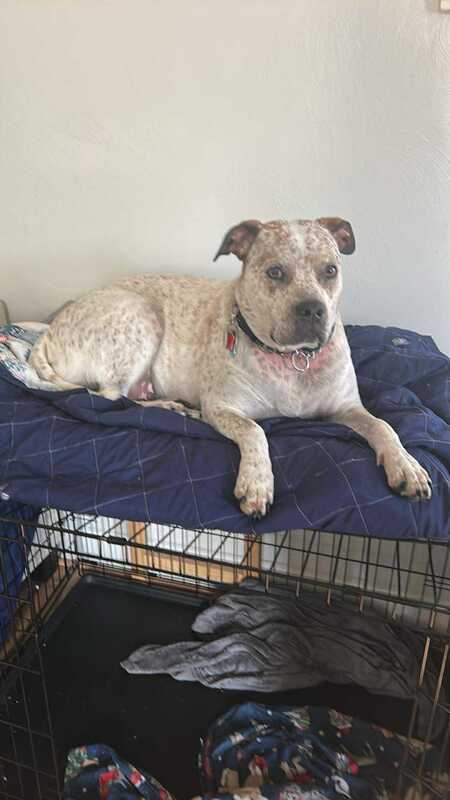 Entry image for Waffles a.k.a Tank. Clicking this image will show a larger photo