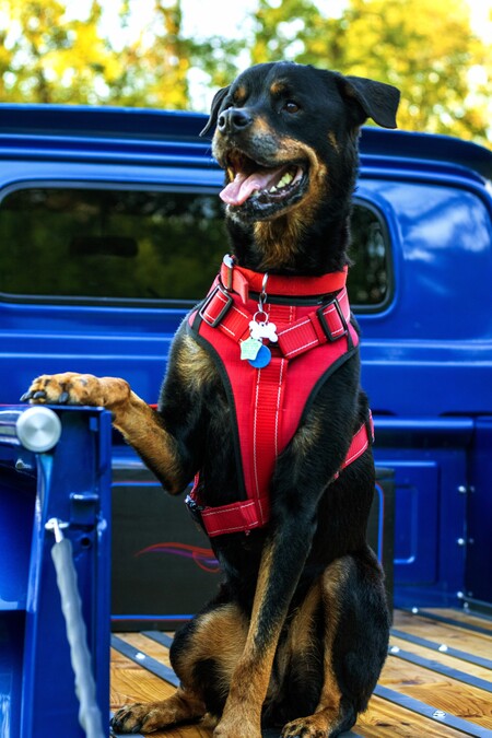 Entry image for Sasha . Clicking this image will show a larger photo