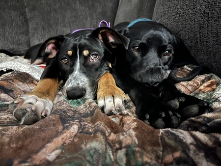 Entry image for Lexi and Shadow. Clicking this image will show a larger photo