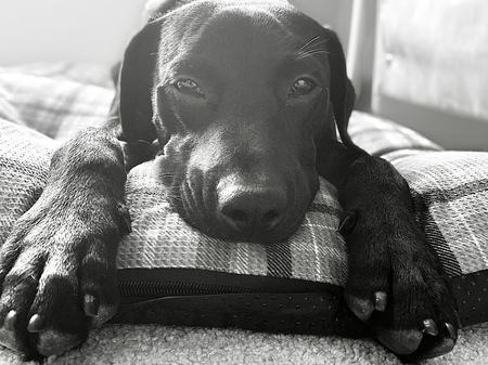 Entry image for Shadow. Clicking this image will show a larger photo