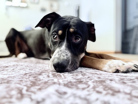 Entry image for Lexi. Clicking this image will show a larger photo