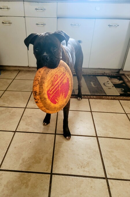 Entry image for Luna. Clicking this image will show a larger photo