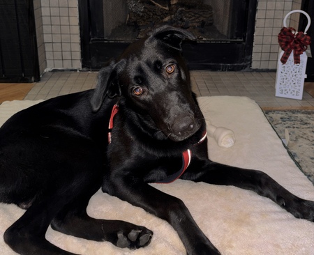 Entry image for Hank. Clicking this image will show a larger photo