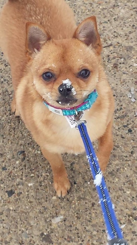 Entry image for Chico. Clicking this image will show a larger photo