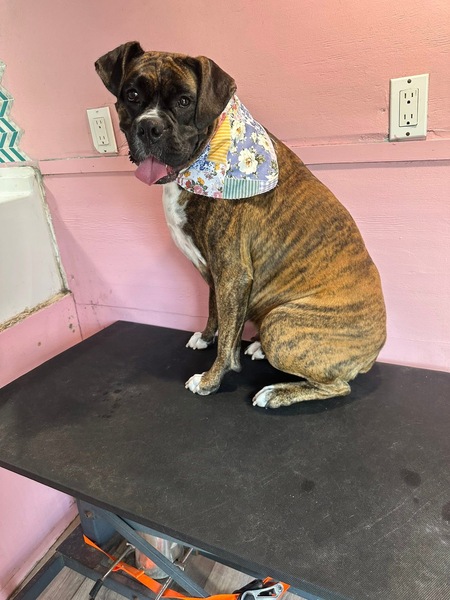 Entry image for Bella Boo . Clicking this image will show a larger photo