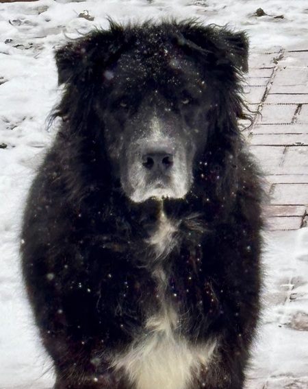 Entry image for Hank. Clicking this image will show a larger photo