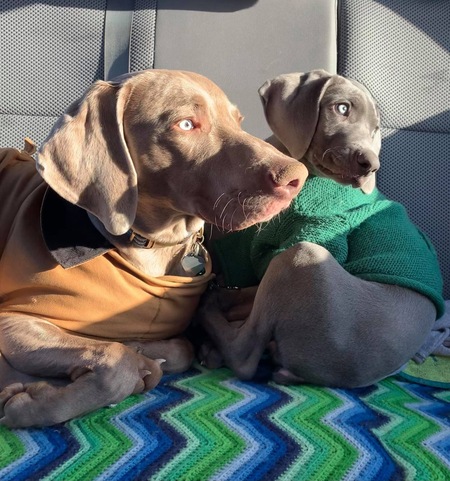 Entry image for Falco and Chara. Clicking this image will show a larger photo