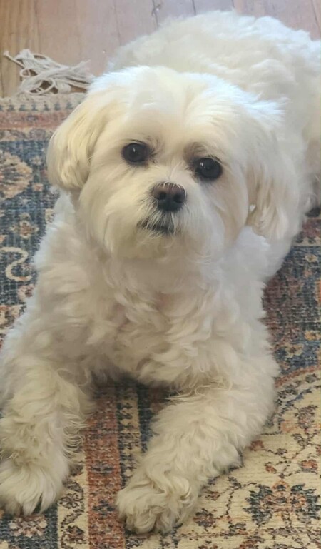 Entry image for Rameses Brutus Moore. Clicking this image will show a larger photo