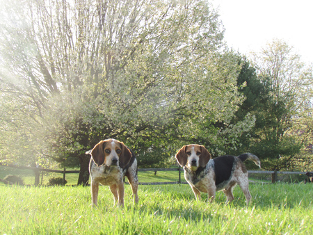 Entry image for Apollo & Odin. Clicking this image will show a larger photo