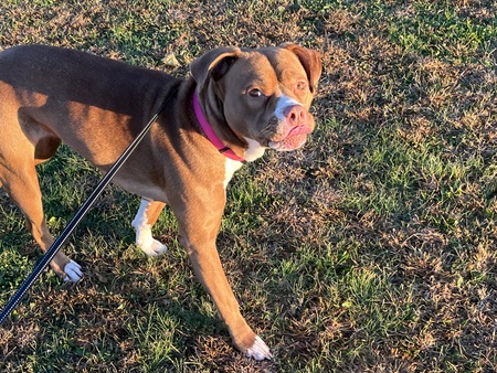 Entry image for JellyBean. Clicking this image will show a larger photo