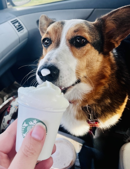 Entry image for Teddy. Clicking this image will show a larger photo