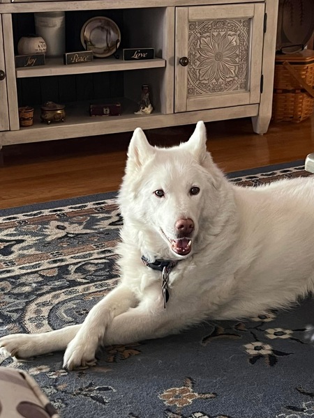 Entry image for Sam. Clicking this image will show a larger photo