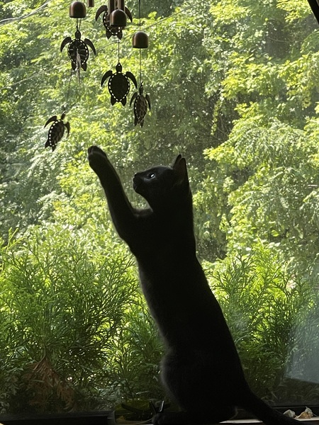 Entry image for Binx . Clicking this image will show a larger photo