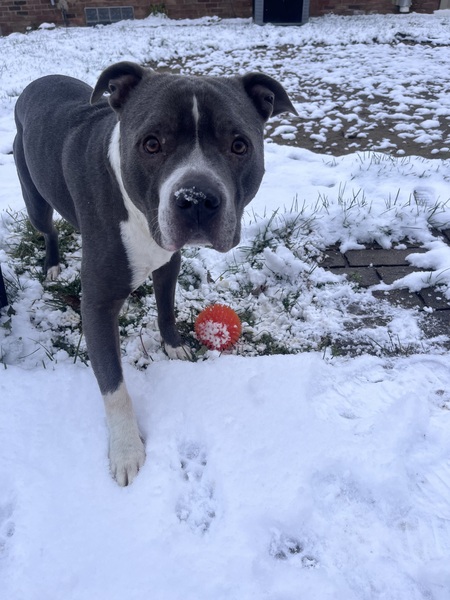 Entry image for Echo . Clicking this image will show a larger photo