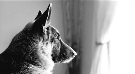 Entry image for Remy. Clicking this image will show a larger photo