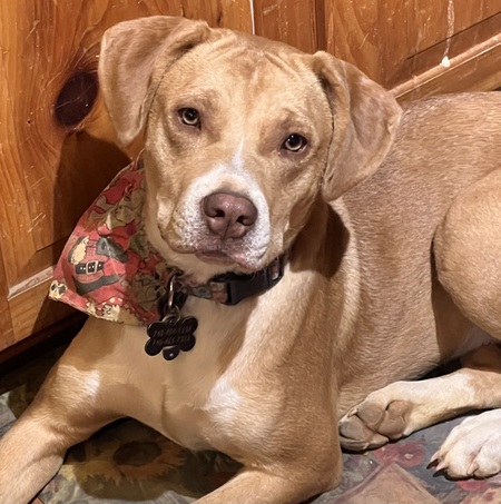 Entry image for Ellie Mae. Clicking this image will show a larger photo