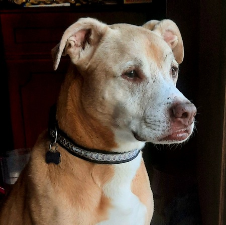 Entry image for Sylvie. Clicking this image will show a larger photo