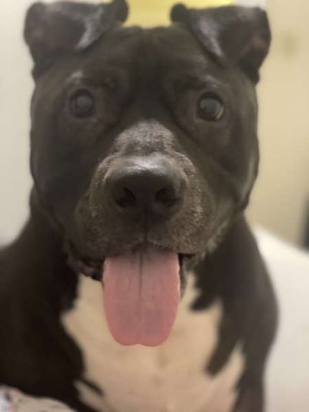 Entry image for King. Clicking this image will show a larger photo