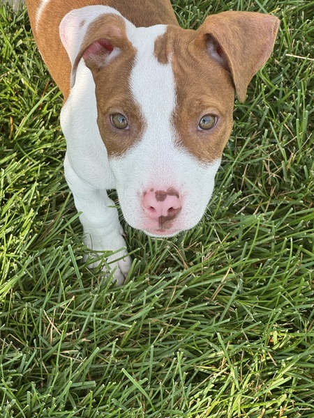 Entry image for Daisy. Clicking this image will show a larger photo