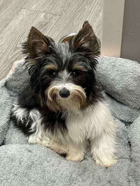 Entry image for Knox. Clicking this image will show a larger photo