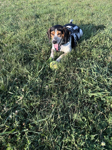 Entry image for Cooper. Clicking this image will show a larger photo