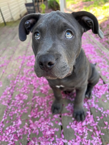 Entry image for Arlo. Clicking this image will show a larger photo