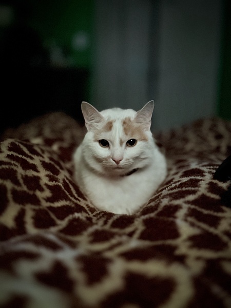 Entry image for Binx. Clicking this image will show a larger photo