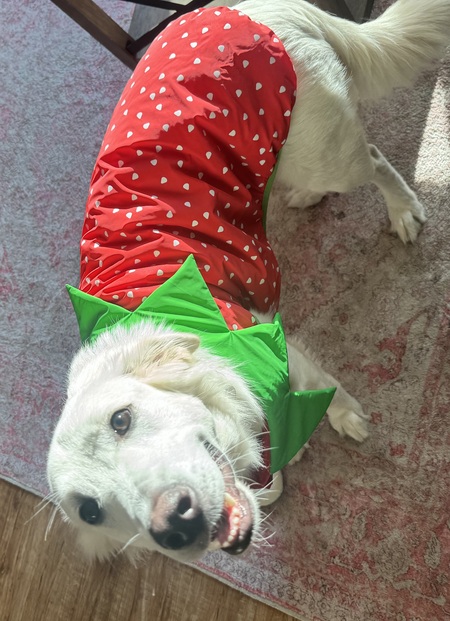 Entry image for Ace . Clicking this image will show a larger photo