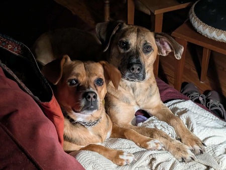 Entry image for Hazel and Puff. Clicking this image will show a larger photo