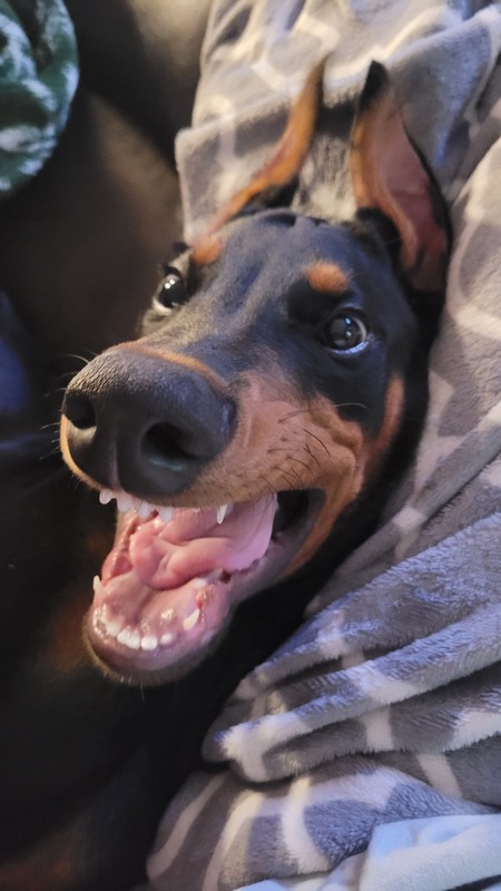 Entry image for Snoop. Clicking this image will show a larger photo