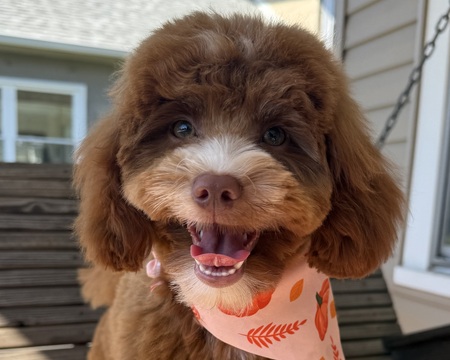 Entry image for Mabel. Clicking this image will show a larger photo